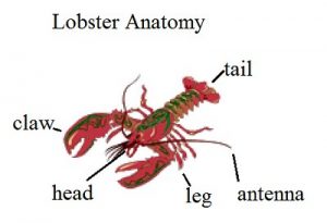 how do lobsters communicate