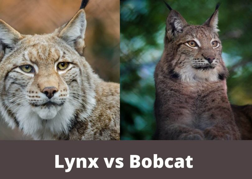 lynx vs bobcat