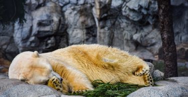 hibernation in animals
