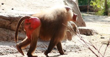 monkey with red buttocks