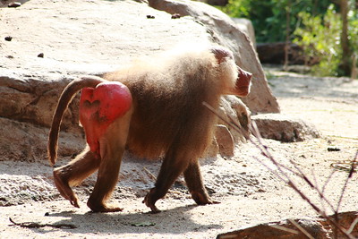 monkey with red buttocks