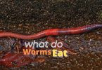 what do worms eat