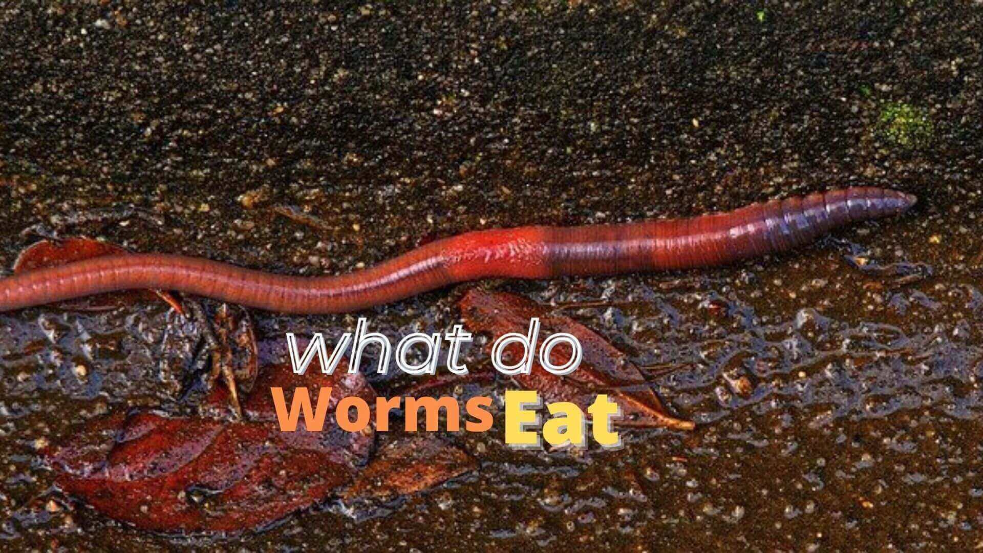 What Do Worms Eat And What You Can Feed Them