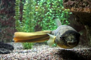 freshwater pufferfish