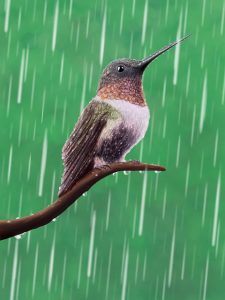 where do birds go when it rains