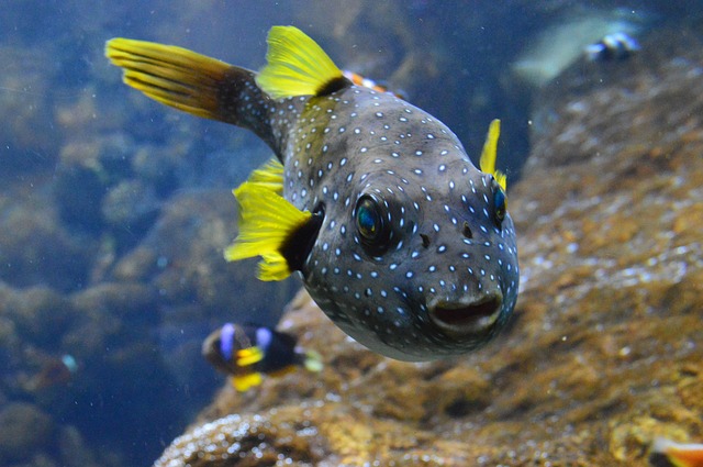 freshwater pufferfish