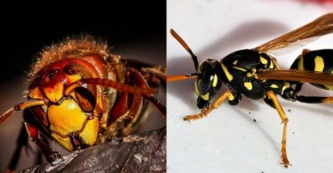 difference between hornet and wasp