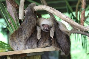 why are sloth so slow