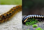 brown and black caterpillar