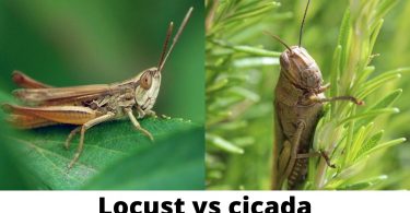 locust and cicada