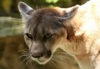 Is a Cougar a Mountain Lion?