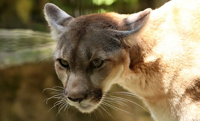 Is a Cougar a Mountain Lion?