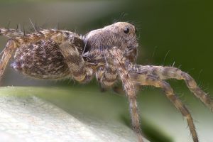 spider with striped legs