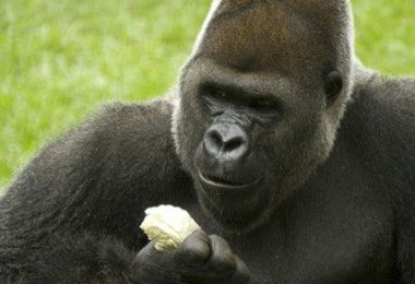 do gorillas eat banana