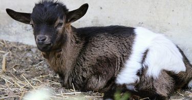 How long can a baby goat go without feeding?