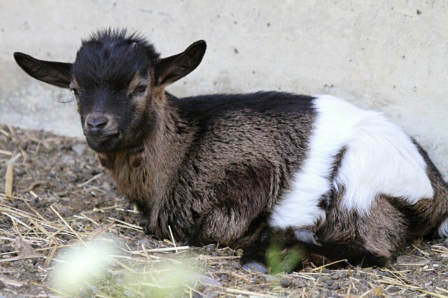 How long can a baby goat go without feeding?