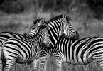 Do zebras sleep standing up