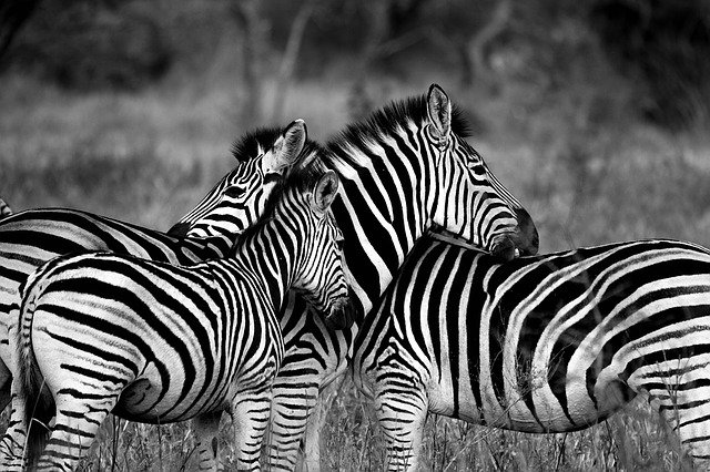 Do zebras sleep standing up